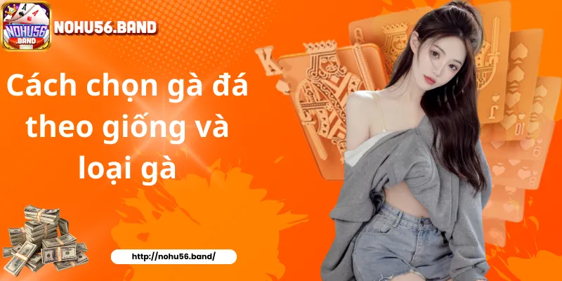 Cách chọn gà đá theo giống và loại gà