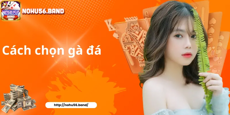 Cách chọn gà đá