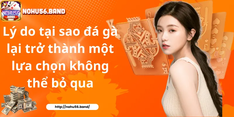 Lý do tại sao đá gà lại trở thành một lựa chọn không thể bỏ qua